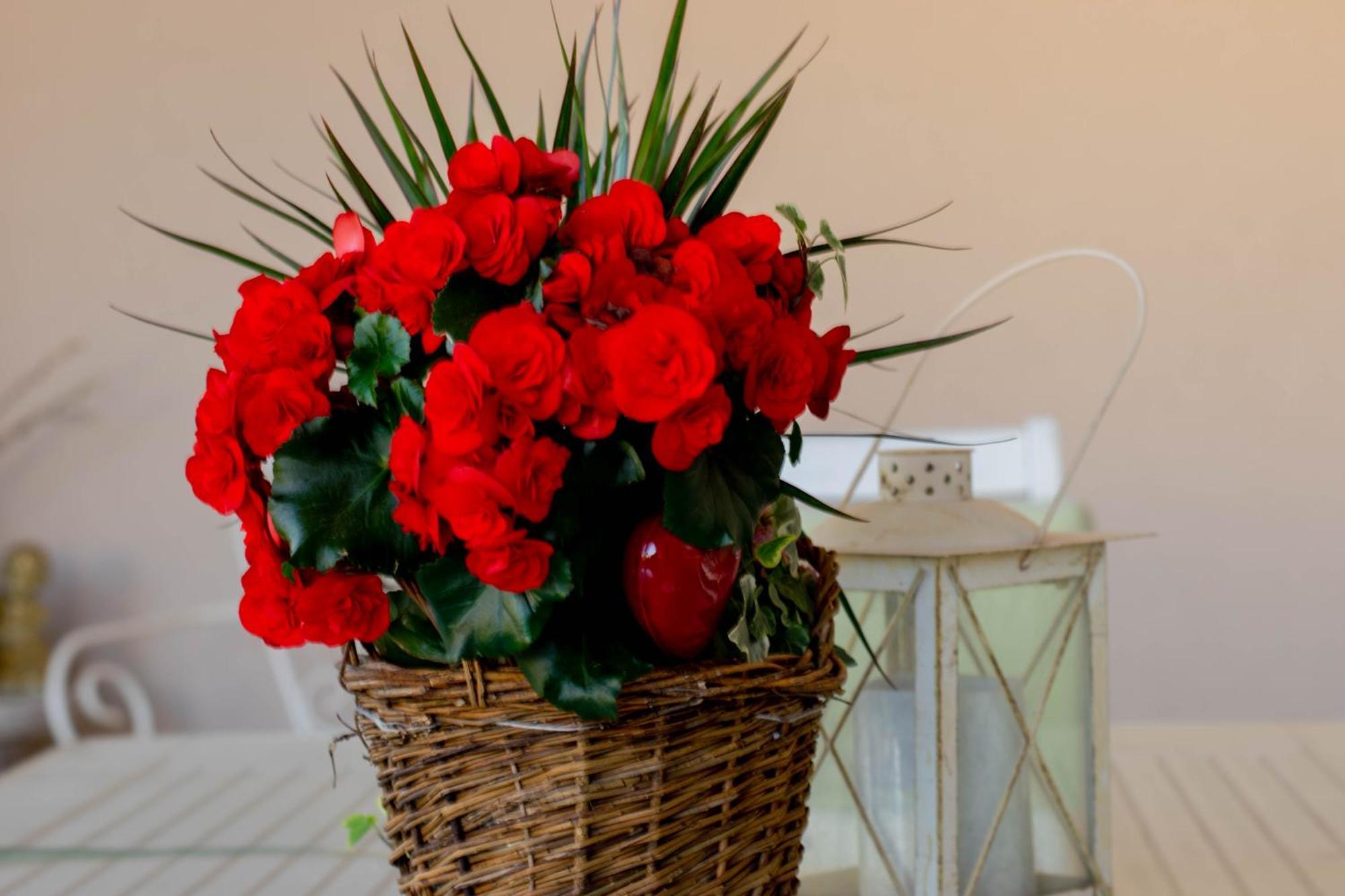 Apartman Anita Frane